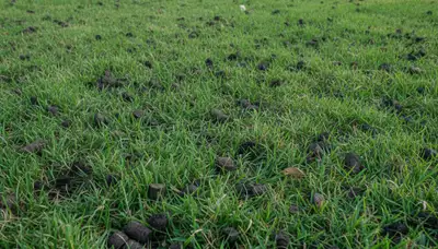 Healthy Fort Worth TX lawn showing strong growth after professional aeration by Chop Chop Landscaping