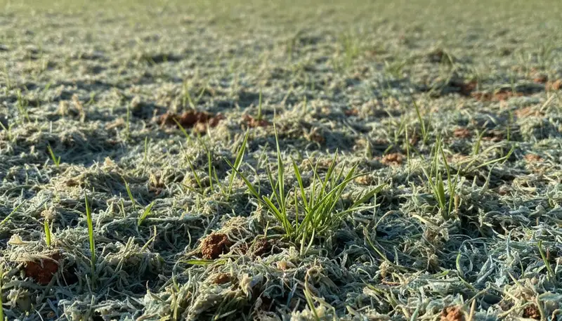 New hydroseeded lawn sprouting fresh green grass in Fort Worth, TX by Chop Chop Landscaping